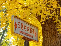 -三里屯东五街银杏大道