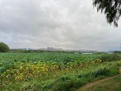 -贡湖湾湿地公园