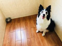 -汪说喵讲宠物乐园宠物酒店(红星美凯龙店)