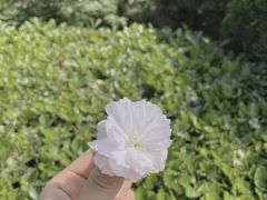-西安青龙寺遗址景区