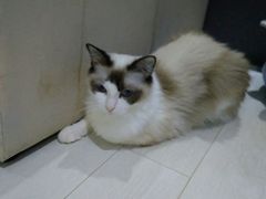 -喵的天空名猫咖啡馆·撸猫·猫舍·用品