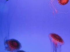 -上海海洋水族馆