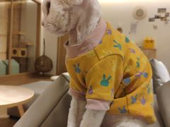 -猫腻·猫咖·撸猫馆(星光大道店)