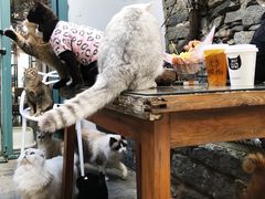 -喵屿·大理花园猫咖