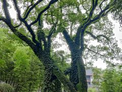 -岳麓山风景名胜区