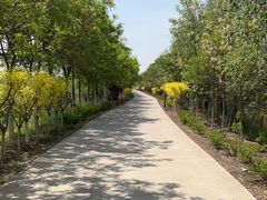 -西青郊野公园