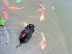 -大湾区中央湿地公园