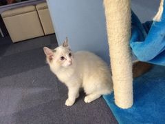 iphone_upload_pic-喵的天空名猫咖啡馆·撸猫·猫舍·用品