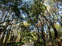 -上海共青森林公园