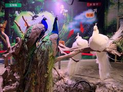 -正佳雨林生态植物园