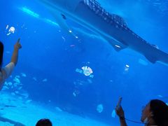 -烟台海昌鲸鲨海洋公园