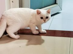 -小猫来了·猫舍(红山六九七九店)
