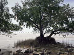-宝安西湾红树林湿地公园