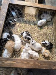 -酷嗒动物文化乐园(cutezoo西溪乐天城店)