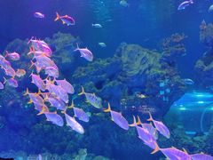 -芜湖新华联大白鲸海洋公园