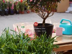 -中环花鸟鱼虫市场