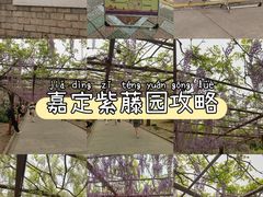 -嘉定紫藤园