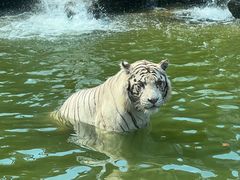 -北京野生动物园