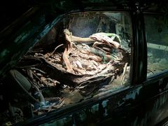 -萌宠奇缘