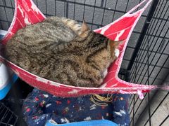 -固驰顺淼汽车贴膜改色·隐形车衣·玻璃贴膜