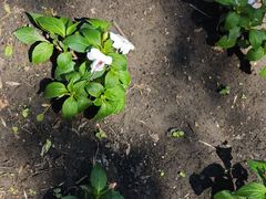-黑龙江省森林植物园