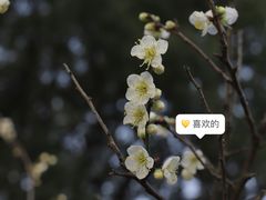 -无锡梅园公园