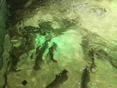 -楚鱼王·河鲜·湖北菜(华农店)