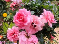 -人民公园(罗湖区)