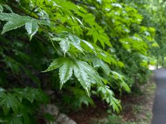 -大连天门山国家森林公园