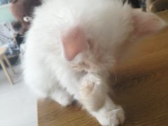 -平行世界·猫咖(首经贸店)