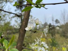 -樱桃山旅游景区