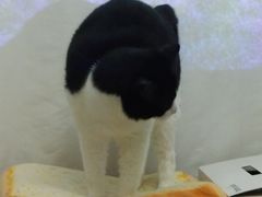 -汪喵宠物医院·骨科心脏影像·犬猫急重症ICU诊疗中心(成华分院)