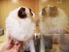 -屋虎猫馆(宝安大仟里店)