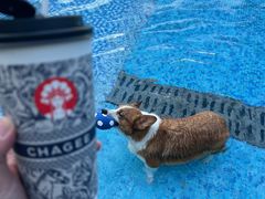 -汪说喵讲宠物乐园宠物酒店(红星美凯龙店)