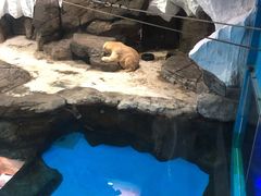 -海合安武汉极地海洋公园