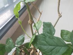 -桂林市花鸟市场