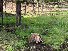 -五营红松林海景区