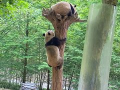 -都江堰中华大熊猫苑