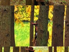 -上海海湾国家森林公园