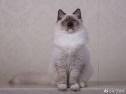 -花师傅穿孔·手穿·耳洞吧