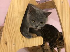 -三花喵·撸猫购宠·宠物生活馆(虹桥南丰城店)