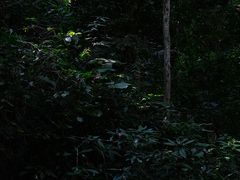 -西双版纳原始森林公园