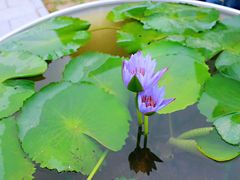 -微山湖红荷湿地景区