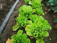 -上膳源有机农场