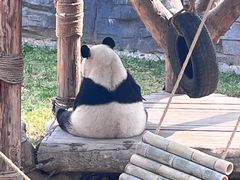 -石家庄市动物园