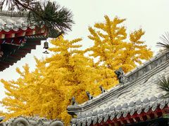 -护国法轮寺