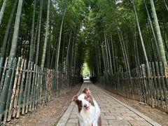 -树山生态村