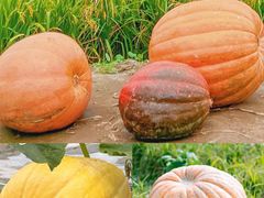 -中国天府农业博览园