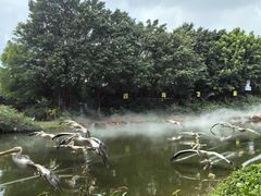 -广州长隆飞鸟乐园
