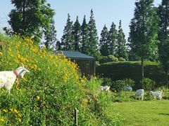 -前小桔亲子创意农场·草莓采摘·露营烧烤